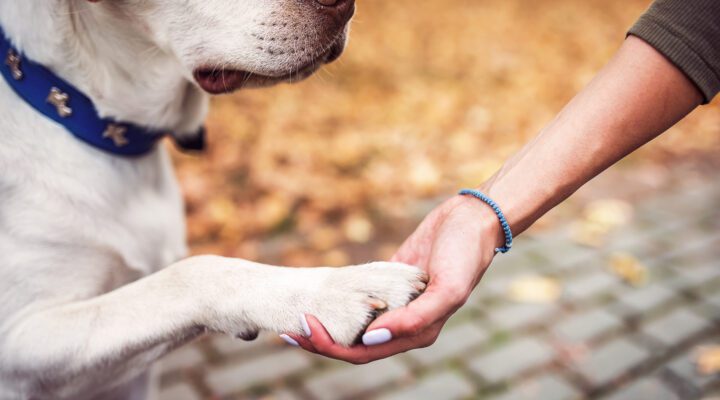 How can a pet support your recovery, We Bet a Pet Can Be Paws-itively Helpful for Your Recovery