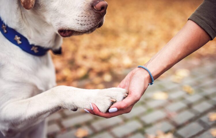 How can a pet support your recovery, We Bet a Pet Can Be Paws-itively Helpful for Your Recovery