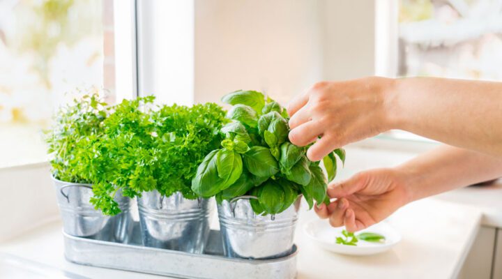 person taking some herbs off their plant in their kitchen to cook with - gardening in recovery - cooking in recovery