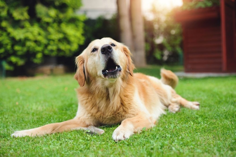 Dog Barking (1000 x 667 px) Golden retriever lying in the grass with mouth open and barking